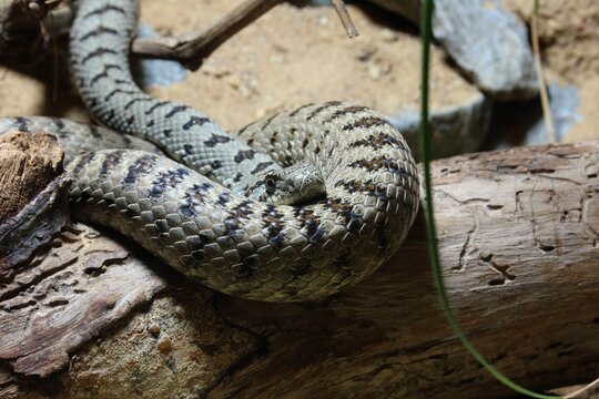 Close-up of a European viper resting in natural habitat.