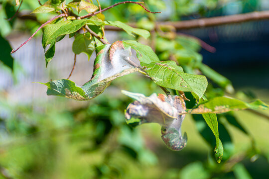 Fruit tree leaves damaged by leaf roller caterpillars with silk webbing showing brown spots and necrosis close up macro shot