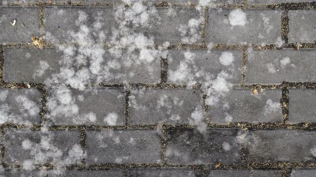 Beijing poplar and willow fluff flying in the air, close-up of gray paving brick texture