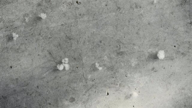 White willow and poplar fluff floating on the gray ground in Beijing