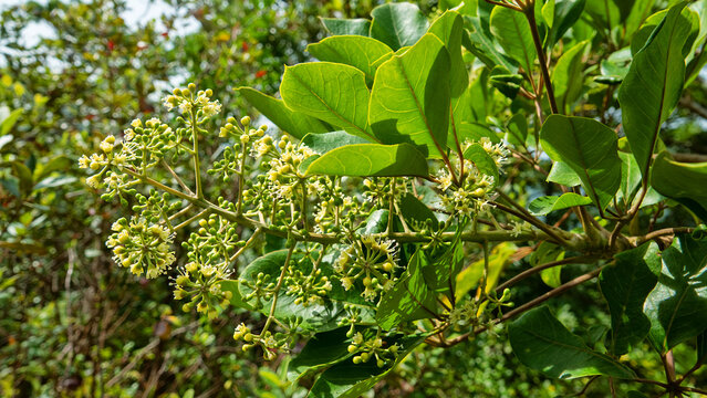 Amur cork tree (Phellodendron amurense) blooming in secondary moist montane forests of Hong Kong. Invasive tree, traditional Chinese medicine uses as painkiller, bacillary dysentery, pneumonia