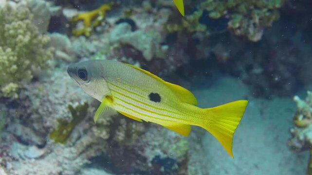 underwater footage captures a Blackspot Snapper Lutjanus fulviflamma or Lutjanus ehrenbergii swimming gracefully amidst a healthy coral reef. This tropical fish, also known as Dory Snapper or Ehrenber