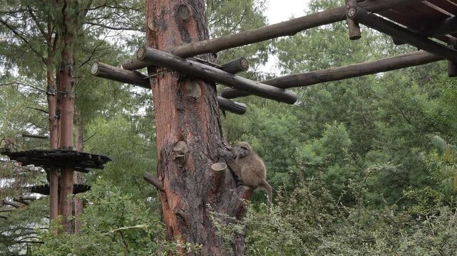 An endearing baboon looks at the camera while others navigate a complex network of wooden platforms and bridges built within a dense forest setting on a cloudy, overcast day.