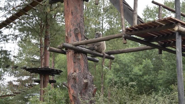 A solitary baboon sits calmly on a rustic wooden structure amidst dense green foliage, showcasing its natural environment on a cloudy, overcast day.