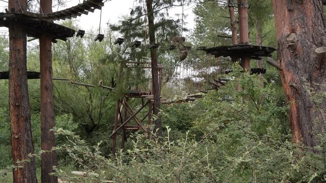 Two wild baboons have fun with each other as they skillfully traverse a suspension wooden bridge with ropes set high up in a lush forest environment, showcasing their agility and natural behaviour.