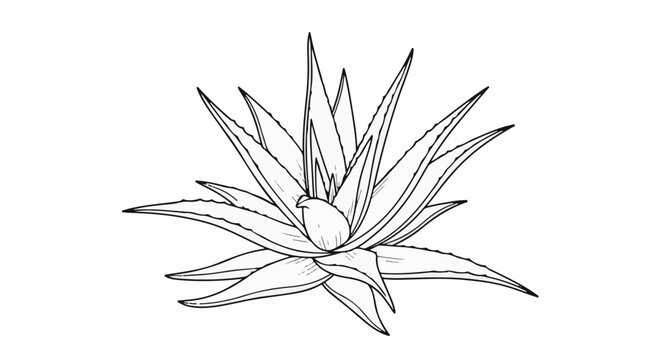 A black and white outline drawing of a succulent plant with sharp pointed leaves