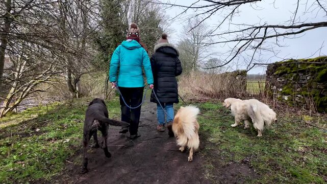 Two women and multiple dogs walking on a rural path during spring. slow motion