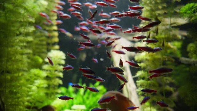 A mesmerizing display of a Cardinal Tetra (Paracheirodon axelrodi) school darting through a lushly planted freshwater aquarium. This footage captures the rhythmic and synchronized movement of these ic