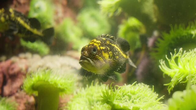 A compelling close-up of a China Rockfish (Sebastes nebulosus) as it maneuvers through a vibrant kelp and anemone forest. This footage showcases the fish's striking yellow and black mottled pattern