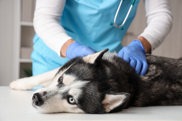 Male veterinarian examining cute husky dog on table in clinic, closeup © Pixel-Shot