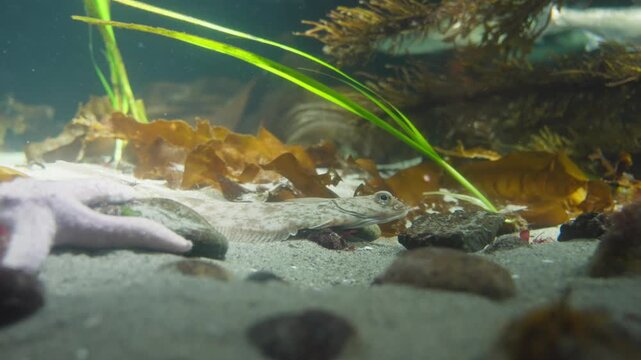 A serene cinematic wide shot featuring a Winter Flounder (Pseudopleuronectes americanus) resting on a sandy substrate, flanked by a curious Sea Star and swaying seagrass. This footage beautifully capt