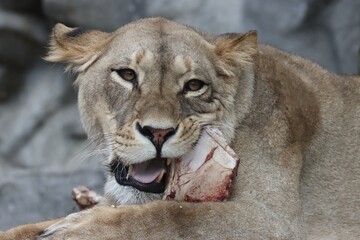 Fototapeta premium A lioness devouring a large piece of meat.