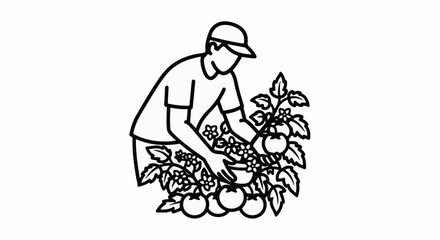 Obraz premium Gardener tending to a bountiful tomato plant with ripe fruit and flowers