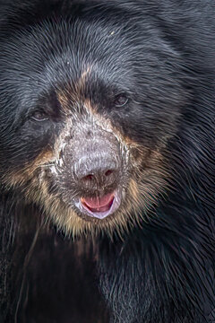 Spectacled bear close up portrait with wet fur and expressive face