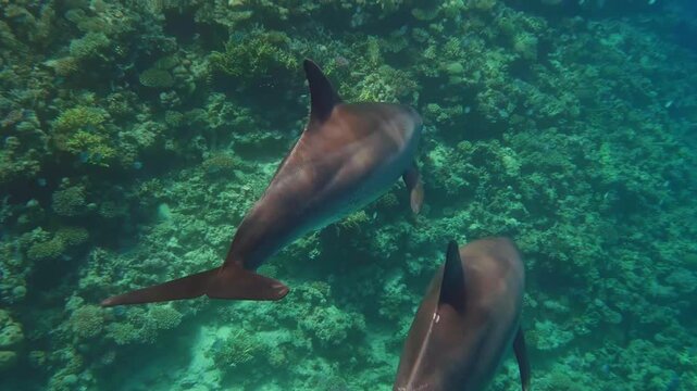 A graceful bottlenose dolphin swims peacefully over a vibrant coral reef in clear, blue ocean waters. This footage captures the beauty of marine life and the natural habitat of these intelligent creat