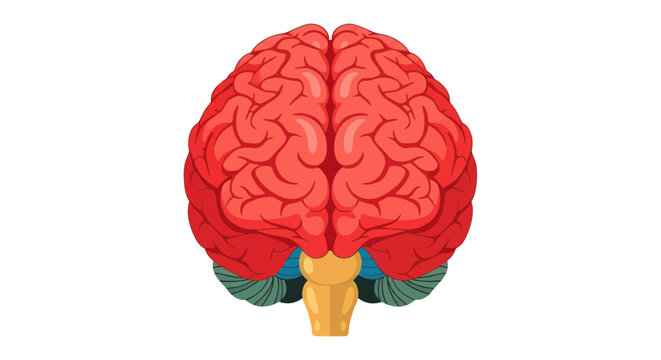 Vibrant Human Brain Anatomy Illustration, Top View, Isolated