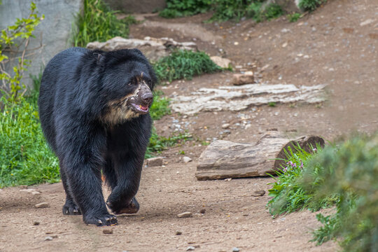 Spectacled bear walking on dirt path in natural habitat with copy space