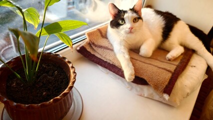 Cat relaxes on a blanket beside a plant near a window in a cozy home setting © Андрей Знаменский