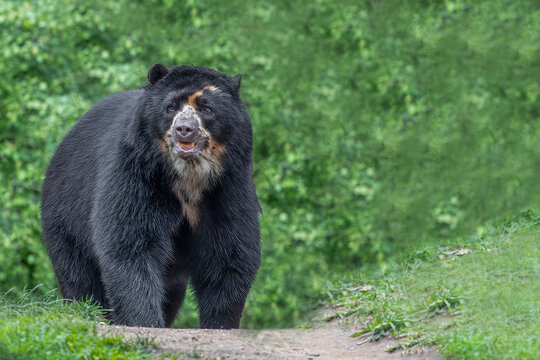 Spectacled bear walking in lush green forest with alert expression and copy space