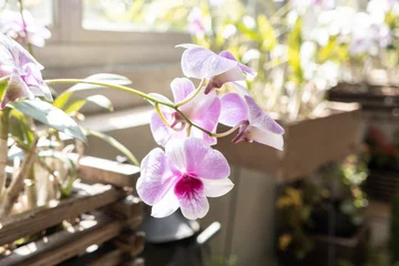 Pink orchid flowers with water drops in soft sunlight © RomixImage