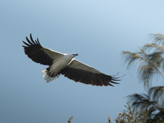 Obraz premium Fish eagle in flight with wings fully extended against clear blue sky with copy space. Bird of prey flying in natural habitat