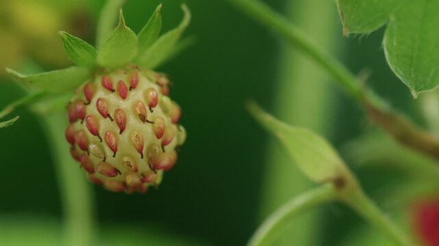 close-up of wild strawberry during ripening with red achenes and white fruit