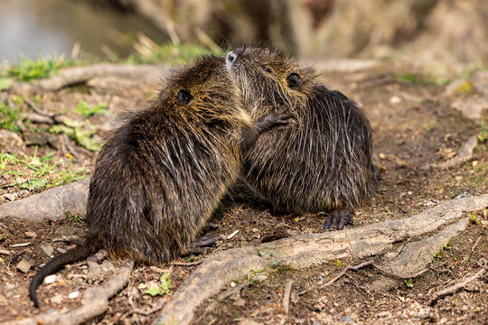 Two young and small wild nutrias or coypus (Myocastor coypus) are facing off against and sniffing each other