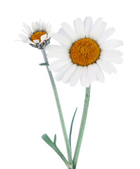 Two wonderful white Daisy im bloom (Marguerite) isolated on white background, including clipping path. © Olaf Simon