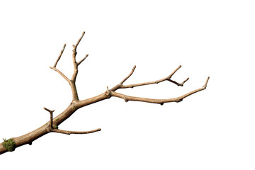Fototapeta premium Bare tree branch with twigs and dry bark, isolated transparent background, winter nature growth concept
