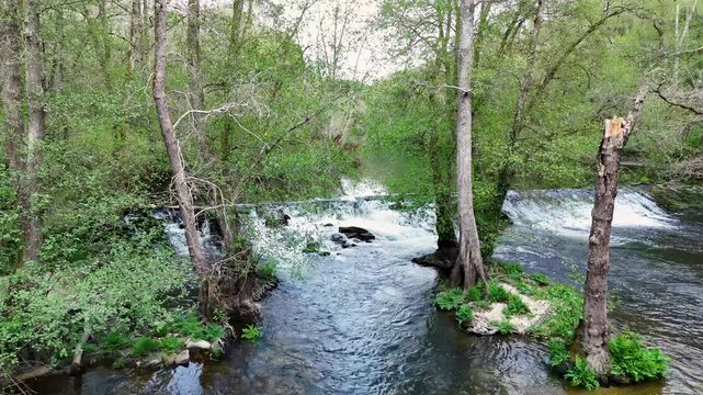 Lush green forest river flowing downstream