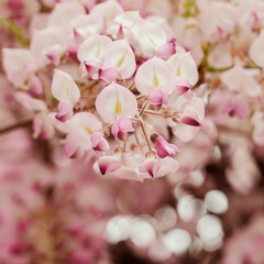Naklejka premium wisteria, purple flowerin spring