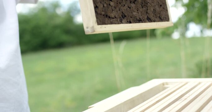 Bees crawling on wooden honeycomb frame with wax cells and honey held by person in white shirt