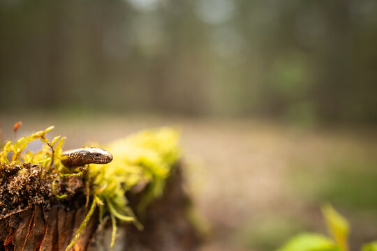 Slow worm creeping on moss