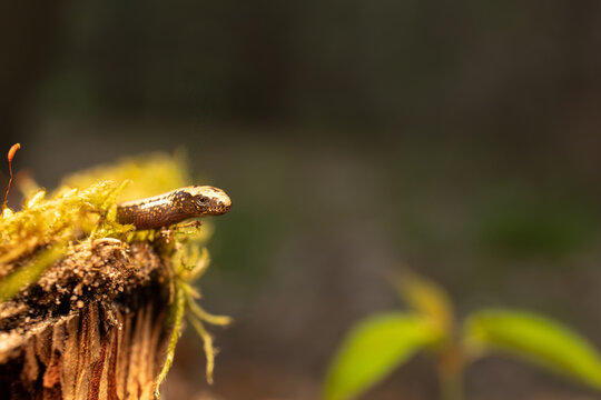 Slow worm creeping on moss
