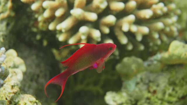 Underwater footage captures the beauty of a male Sea Goldie Pseudanthias squamipinnis gracefully swimming alongside other colorful reef fish, including a bright yellow fish, amidst a thriving coral re
