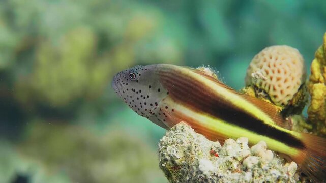 A vibrant Freckled Hawkfish Paracirrhites forsteri, also known as Black sided Hawkfish or Forster's Hawkfish, resting on a colorful coral reef in clear tropical waters.