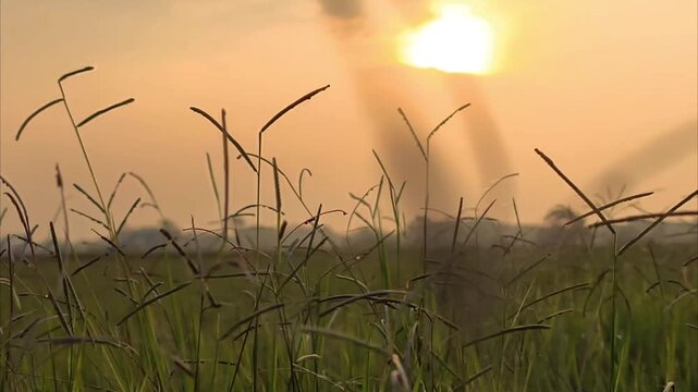 Cinematic horizontal tracking shot across a lush green field at sunset. Wide landscape view of wild grass swaying in golden light