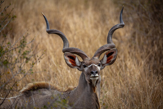 Portrait de grand koudou