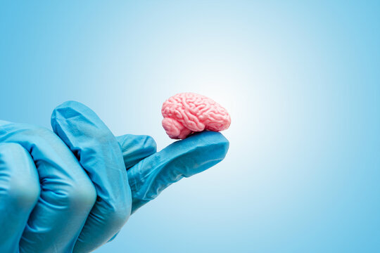 Blue gloved hand holds small pink human brain model on index finger. Intelligence, science and mind on light blue background.