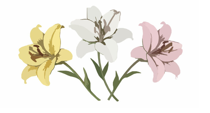 Vintage botanical lily flowers vector illustration with yellow white and pink blooms hand drawn gouache floral isolated set