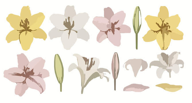 Hand painted gouache lily flower vector set with yellow white and pink botanical elements isolated on white