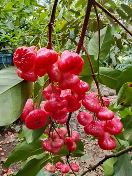 Bunch of Ripe Red Water Apples Hanging on Tree Branch