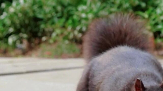 Black Squirrel Eating Nut Close Up on Sidewalk
