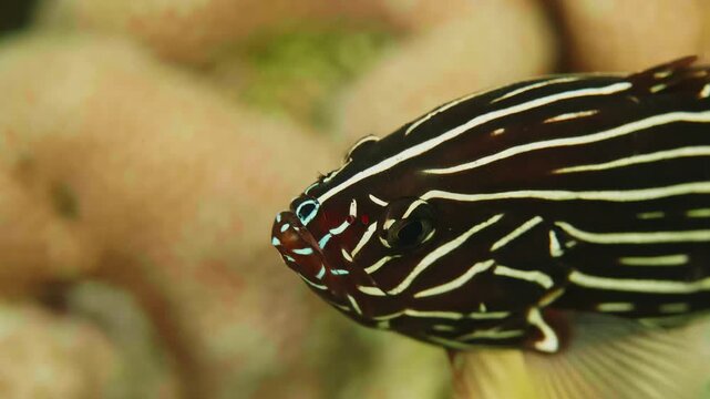 Close up underwater footage of a beautiful black and white striped grouper fish gracefully swimming among vibrant coral formations in a tropical ocean reef. Perfect for nature documentaries, marine li