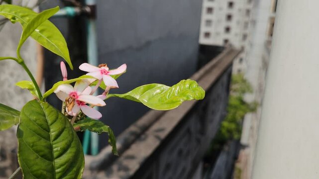 Vibrant Pink Kopsia Shrub Blooming in Tropical Garden Viewed From Highrise