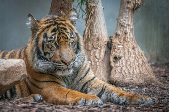 Sumatran tiger resting on forest ground with alert gaze and natural textures