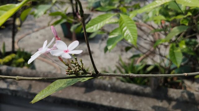 Vibrant Tropical Kopsia Fruticosa Ornamental Shrub in Radiant Natural Light