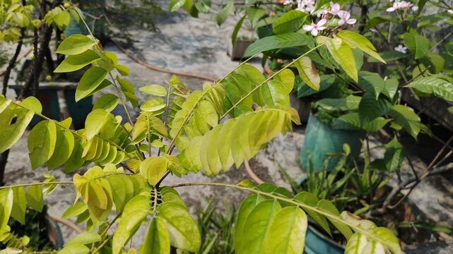 Sunlight Filtering Through the Vibrant Green Foliage of an Averrhoa Bilimbi Tree in a Lush Tropical Highrise Garden Urban Setting