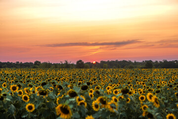 Obraz premium sunflower field at sunset