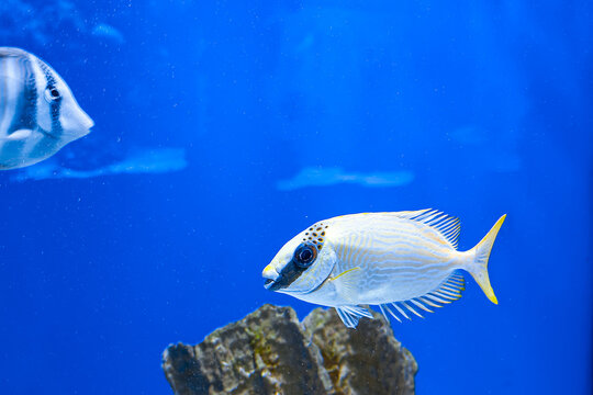 Foxface Rabbitfish swims near rock formation in blue water